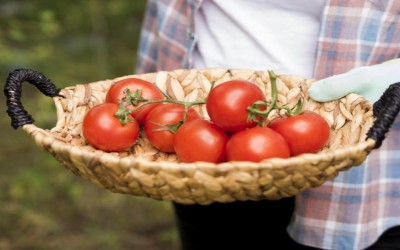 Tomat Termasuk Buah atau Sayur? Simak Penjelasannya