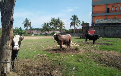 Harga Sapi Kurban di Balikpapan Melonjak, Dipicu Pembatasan Hewan Ternak dari Luar Kaltim